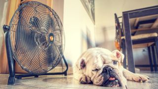 How to cool a dog down: Dog lying on floor in front of fan
