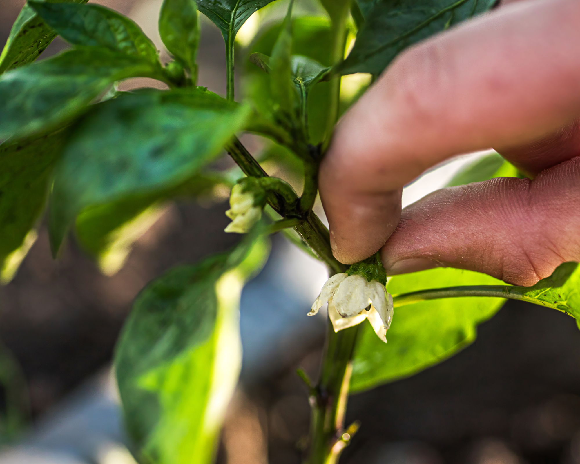 man's hand pinching pepper flower