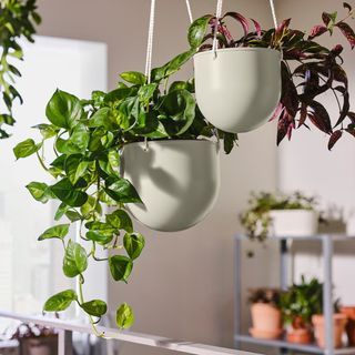 IKEA DAKSJUS hanging plant pots