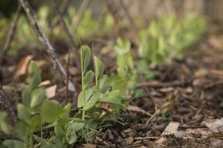 Small pea shots growing in a vegetable plot