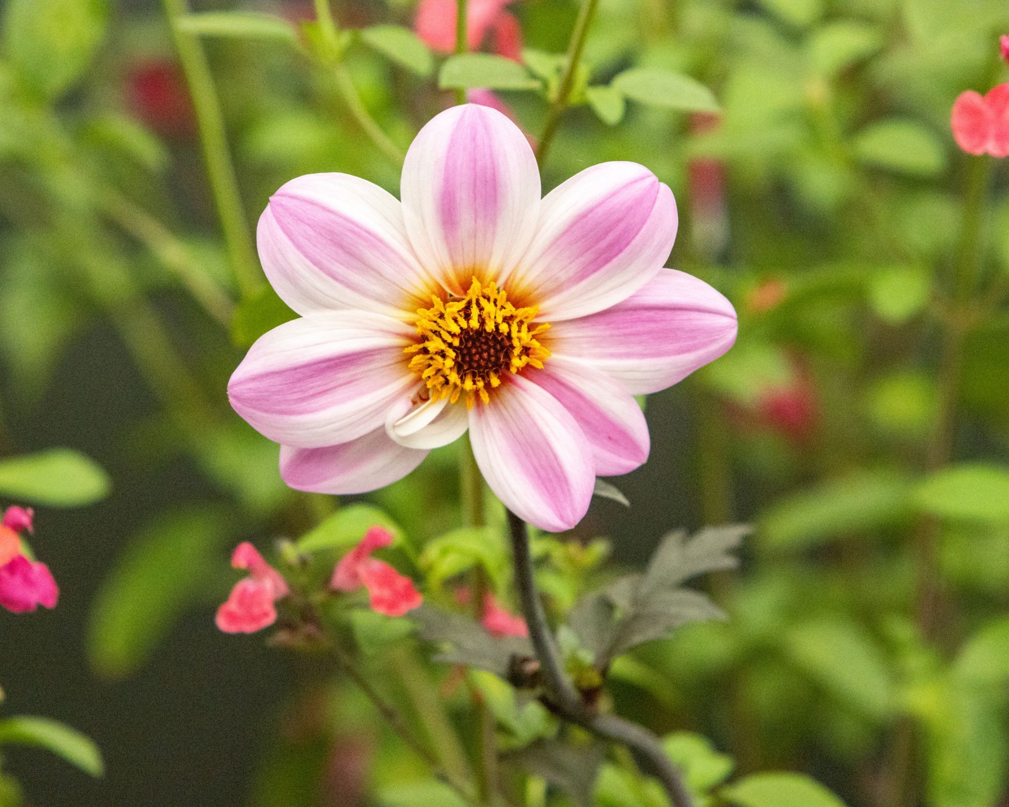 Pink and white dahlia