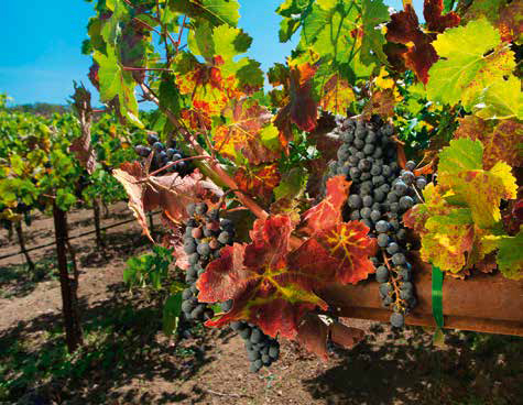 Mature Zinfandel grapes