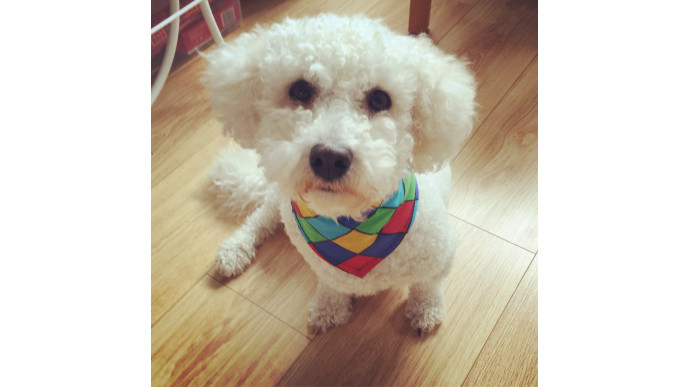 'I've Pet That Dog' is the wholesome website you need to brighten up your day