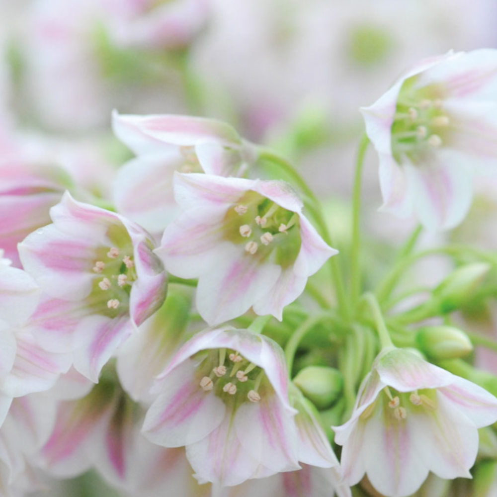 Nectaroscordum Siculum