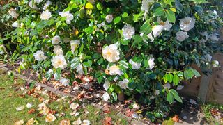 White Camellia Japonica in full bloom with falling flower heads