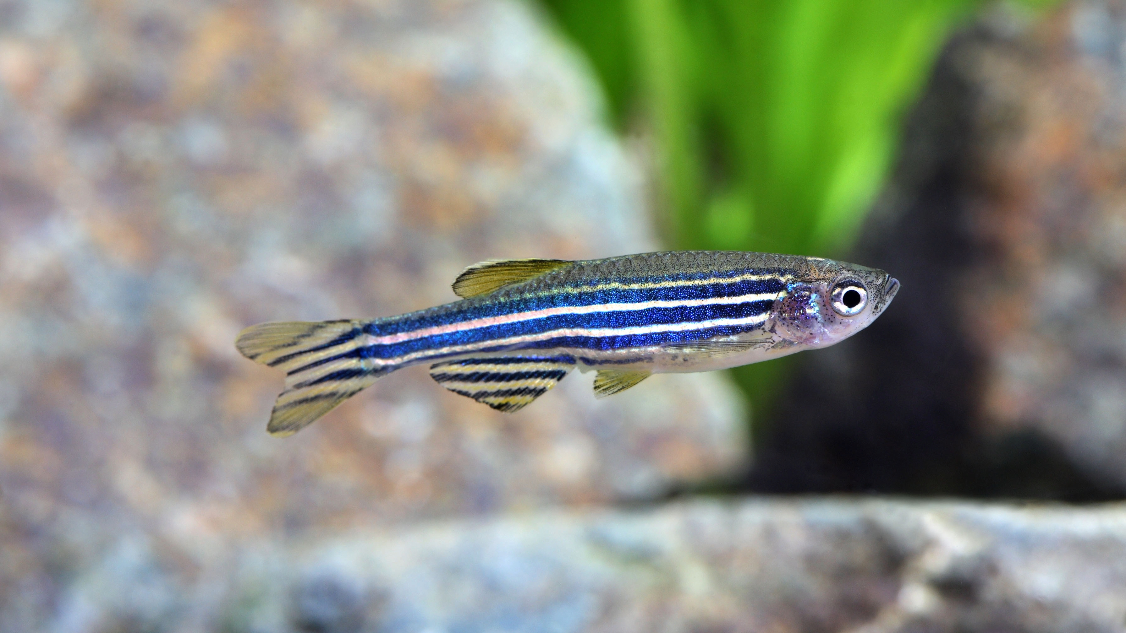 Zebra danio