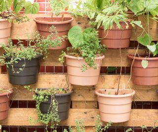 vertical garden of containers in wooden pallets