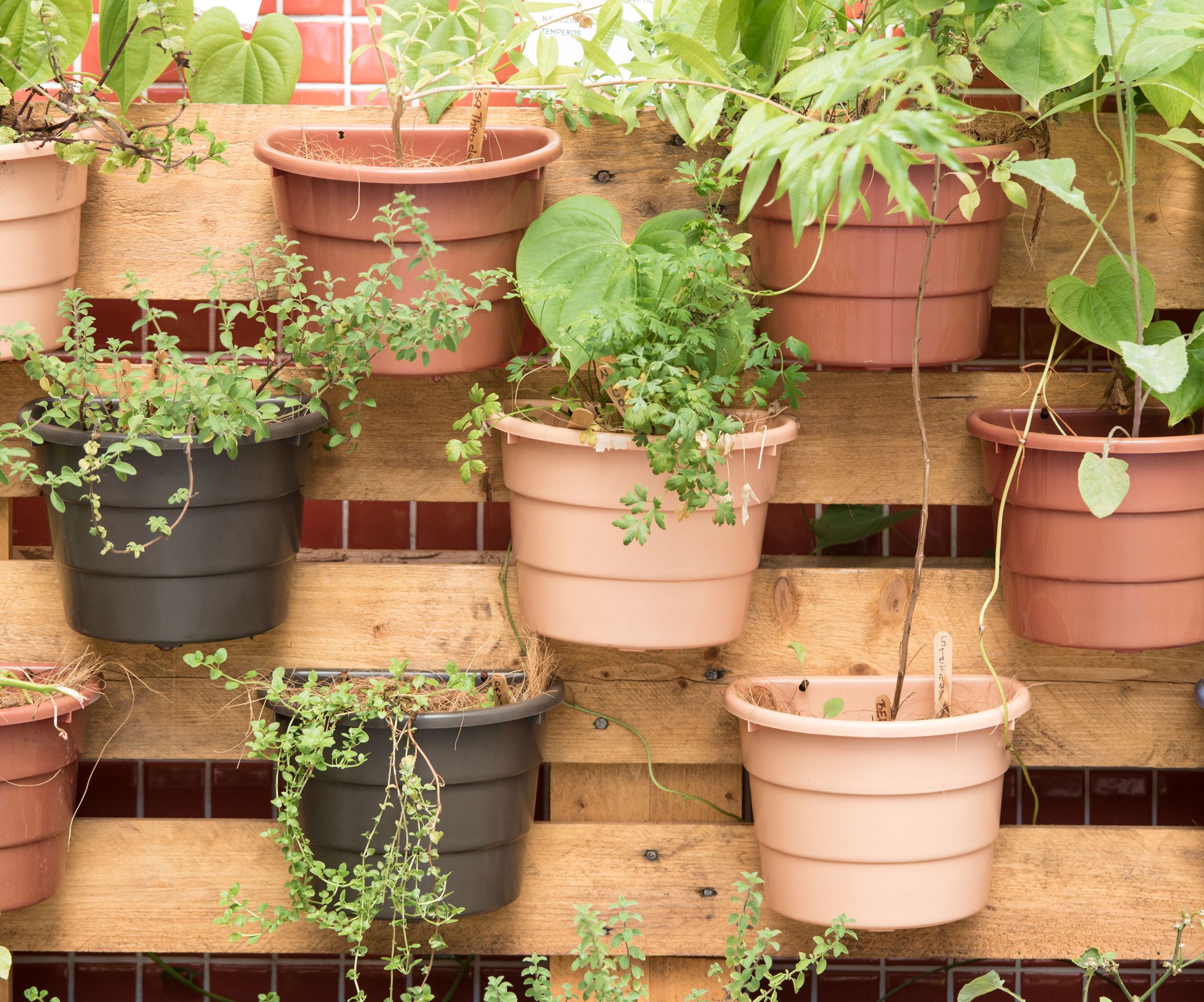 vertical garden of containers in wooden pallets