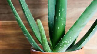 Aloe Vera (Aloe barbadensis miller) in a plant pot