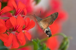 The Hummingbird Hawk-moth