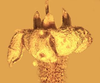 a prehistoric flower trapped in amber