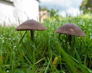 close up of two brown mushrooms growing in a lawn