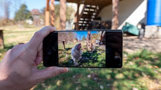 Using the Action Pan mode on a Google Pixel 7 Pro to capture an action shot of a pet chicken