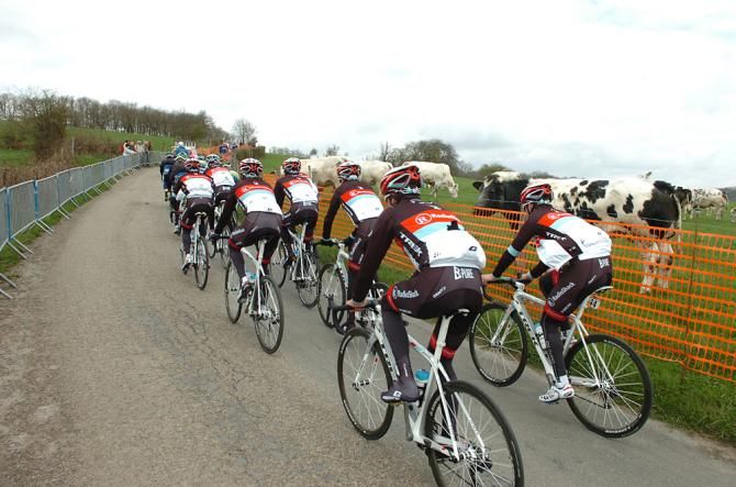 The bovines judge the form of the RadioShack-Leopard riders