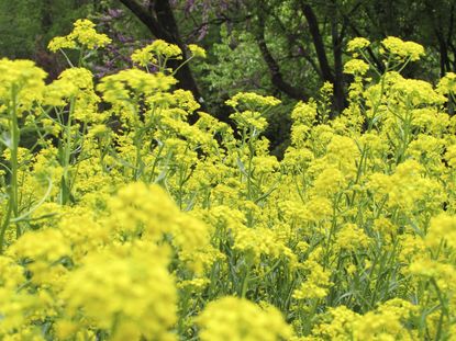 Yellow Woad Plants