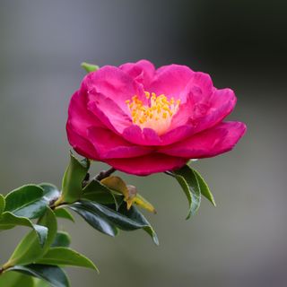 Closeup of pink Camellia sasanqua flower against blurred background