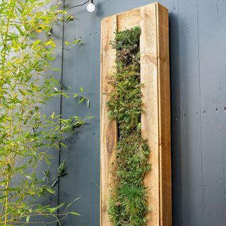 grey wall with plant and small plant on wood