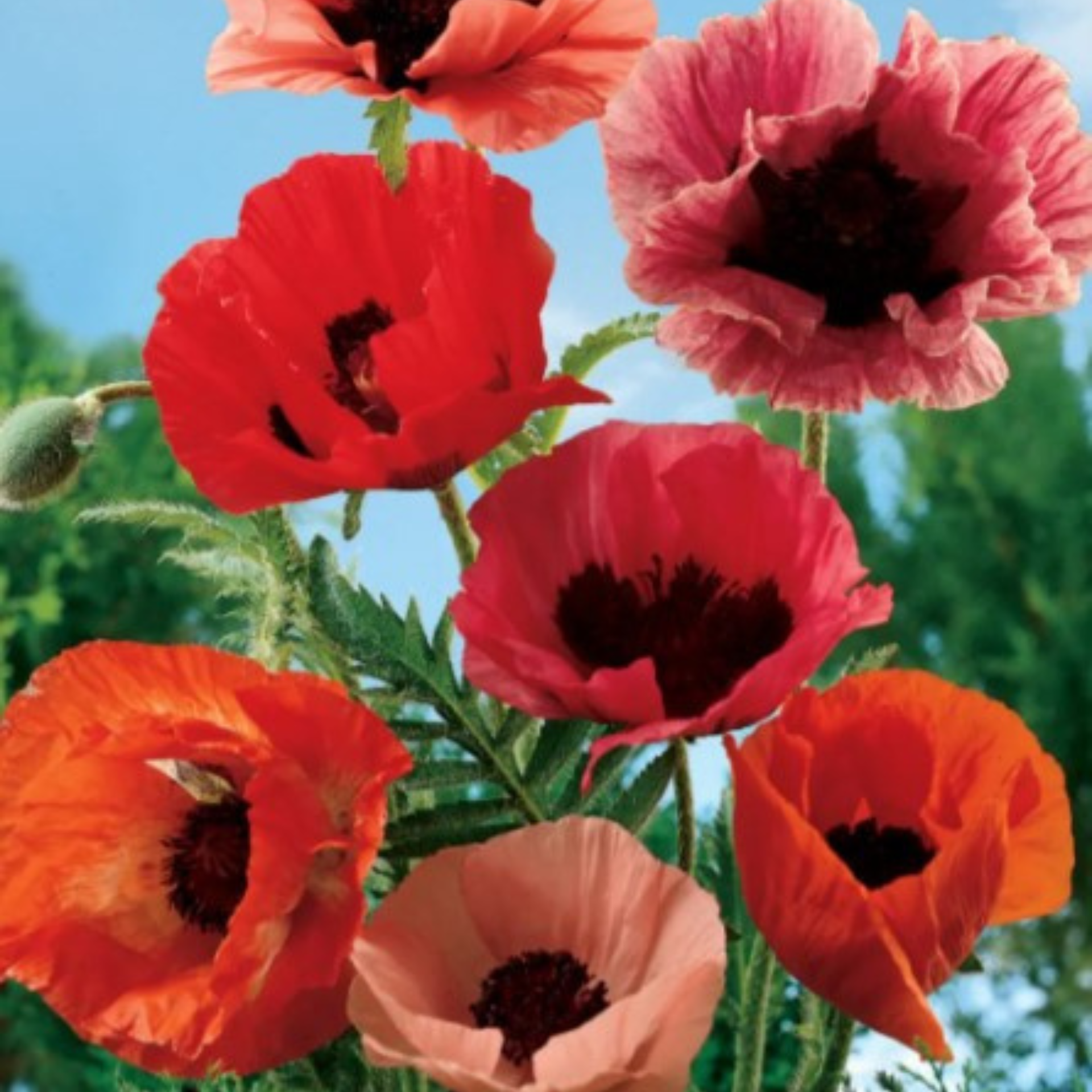 Poppies