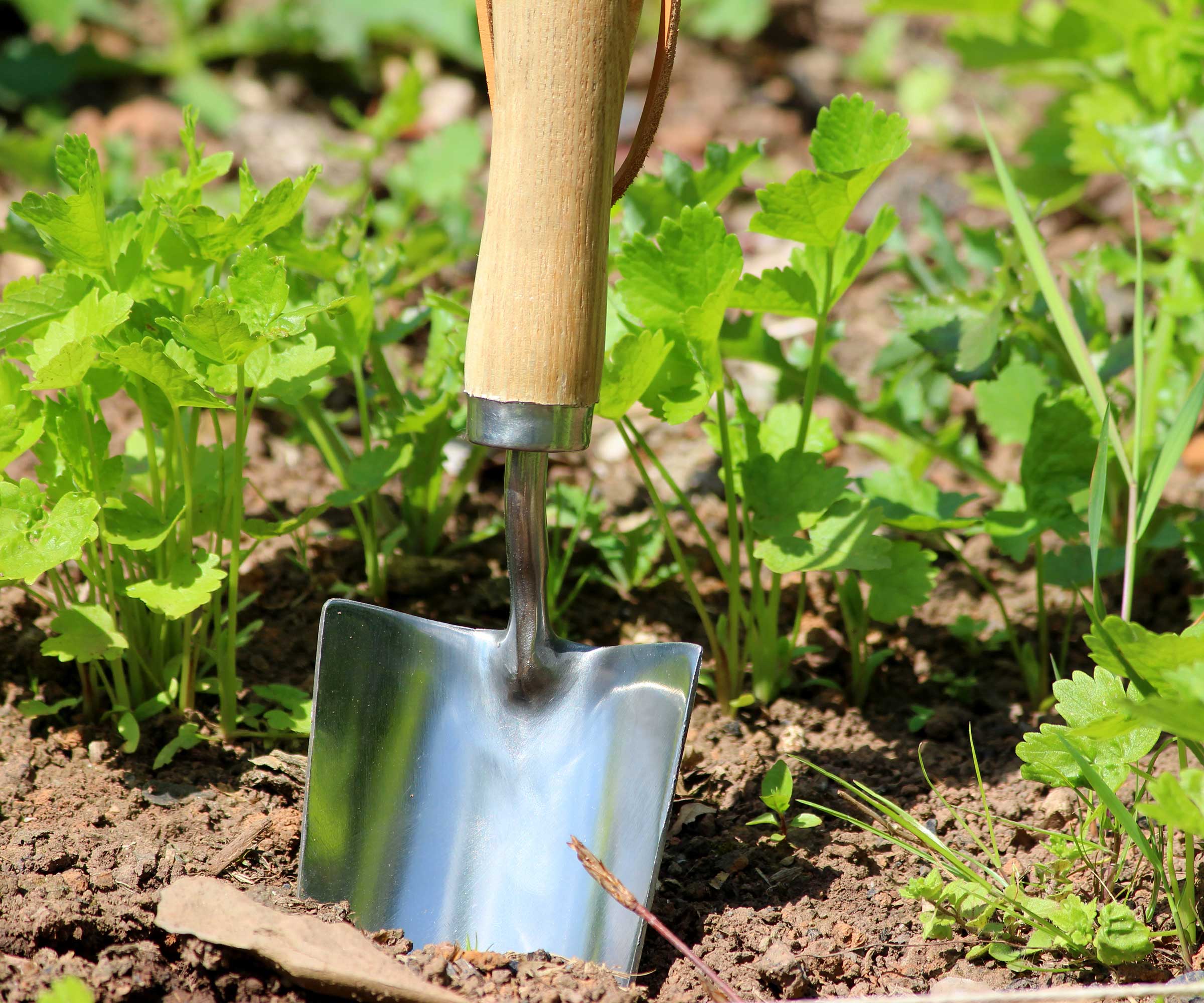 hand trowel in soil with weeds behind