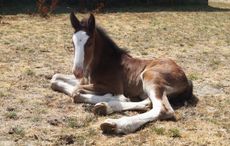 ShireFoal2.jpg