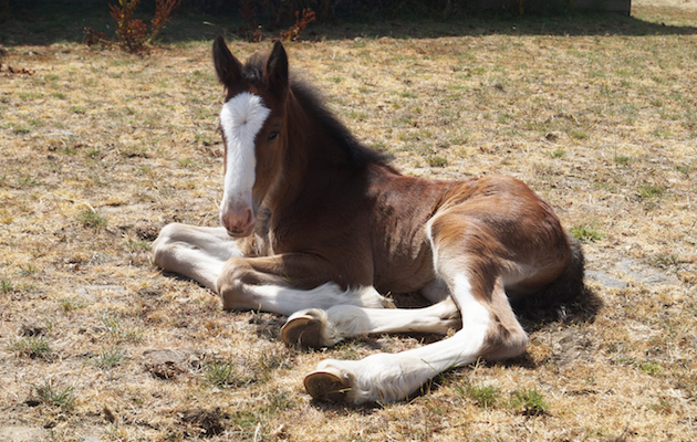 ShireFoal2.jpg