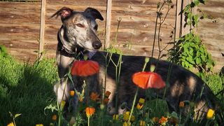 Lou's lurcher, Dixie, sitting outdoors behind some flowers