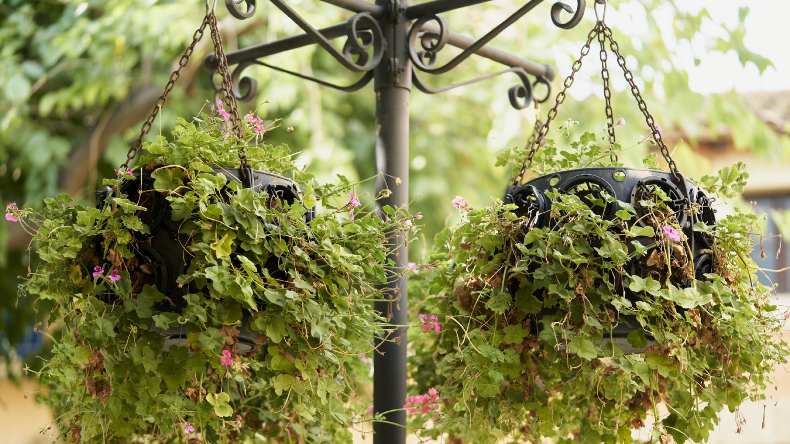 two hanging plants in pots with green leaves and flowers