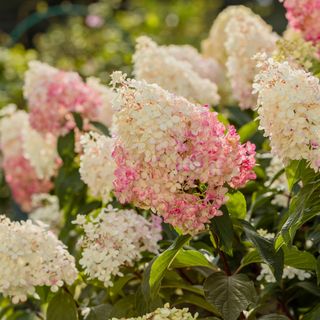 pink and cream pannicle hydrangea - Olga Seifutdinova - GettyImages-1387510589