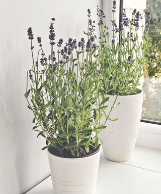 two lavender plants in white planters indoors