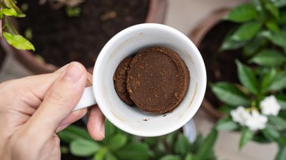 coffee grounds in mug with plants in the back ground