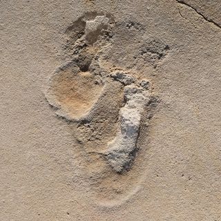 The shape of the fossil footprints closely resembles those of modern humans.