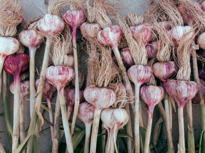 Garlic plants drying