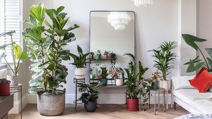 large collection of houseplants in bedroom with mirror