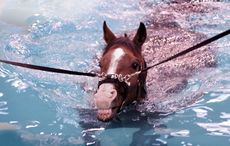 a horse swimming in the hydrotherapy pool
