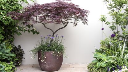 A red Japanese maple growing in a ceramic container against a white wall