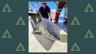 Simon Davidson with his big porbeagle shark, before it was released