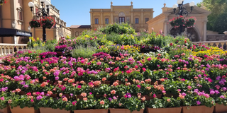 Flowers in Italy Pavilion at Epcot