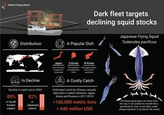 Illegal fishing poses a threat to the valuable Pacific flying squid fishery.