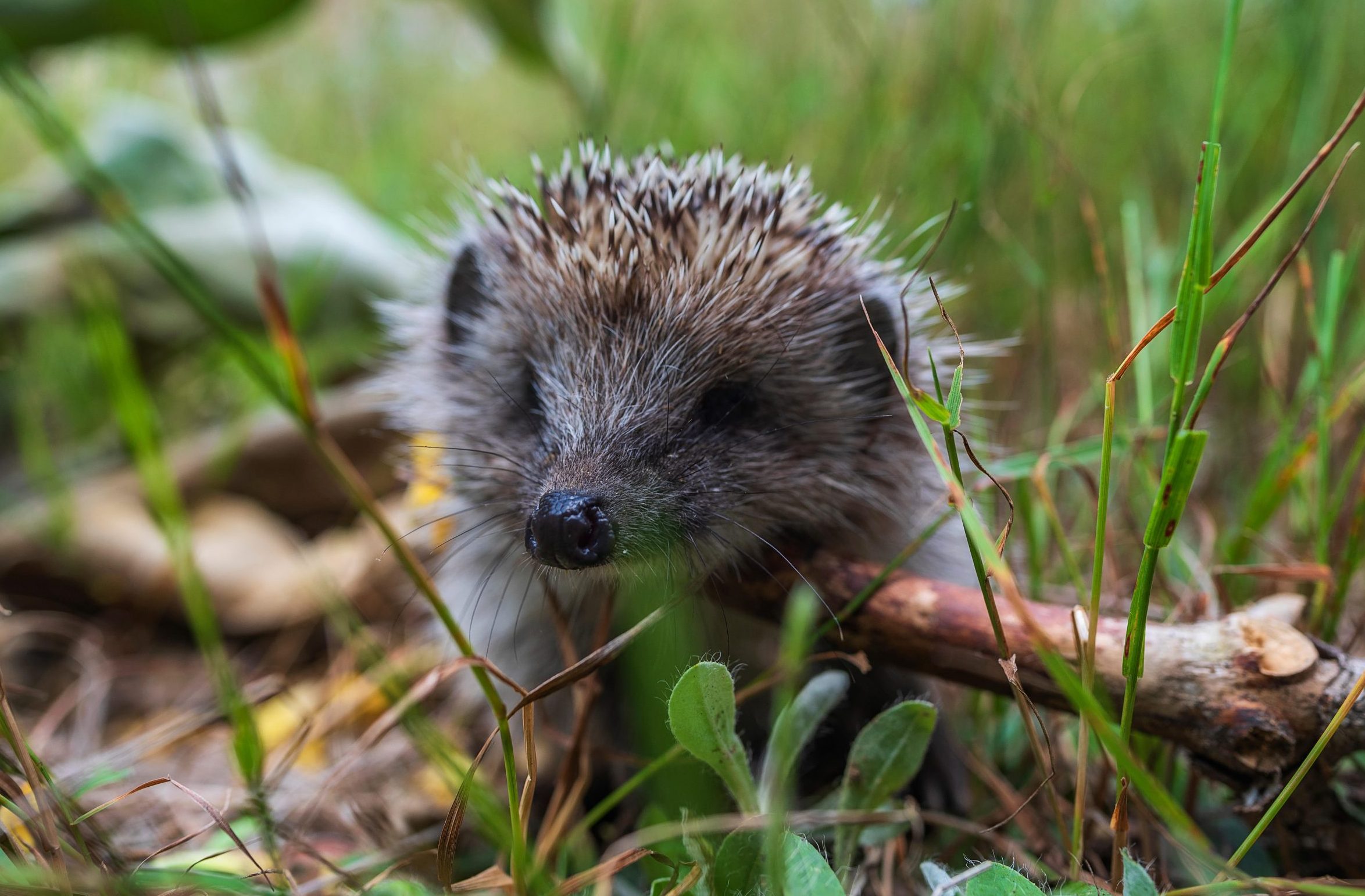 Want to see more hedgehogs in your garden? You&#039;ll need to make sure they can get in and out easily.