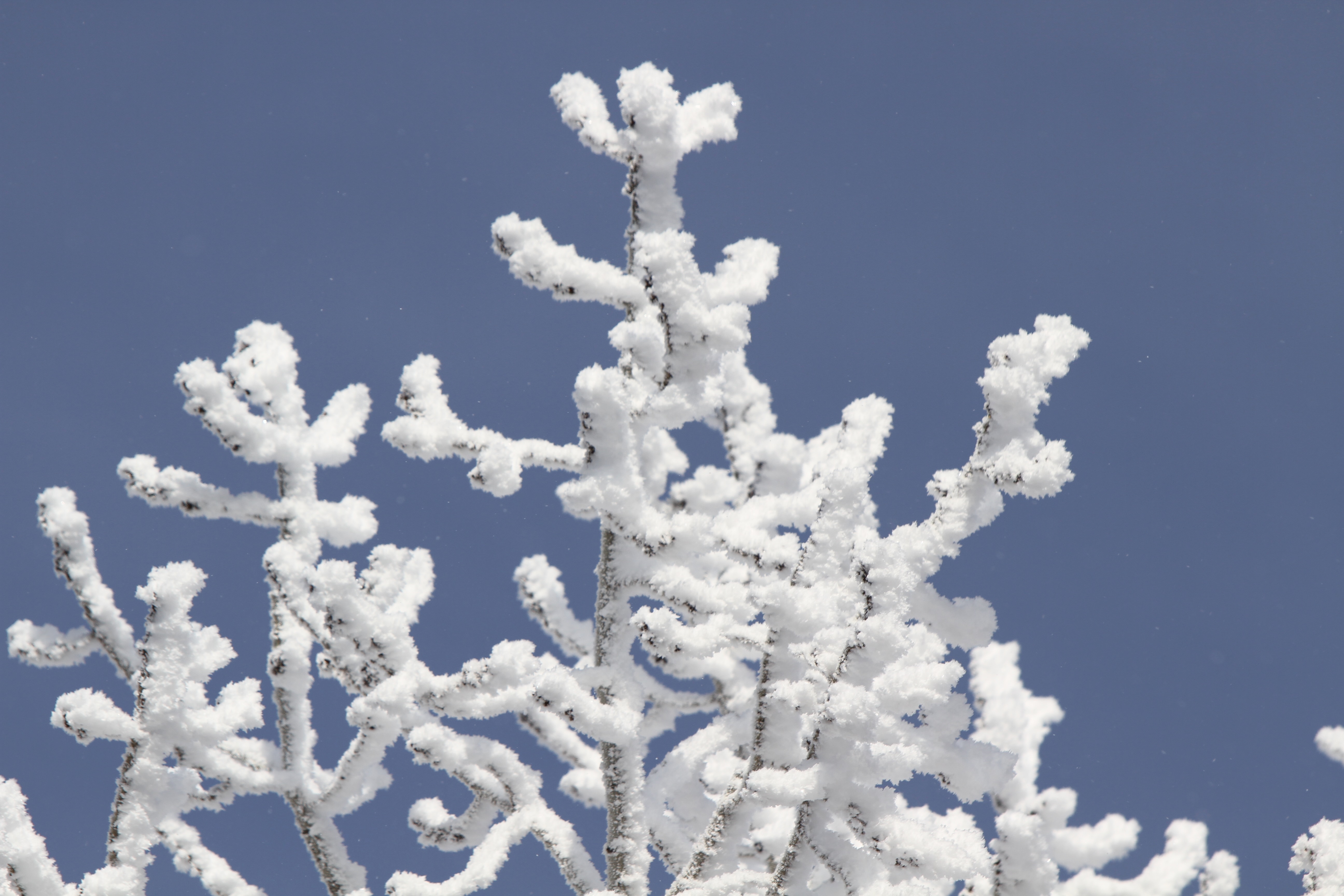 GuruShots - February 2026