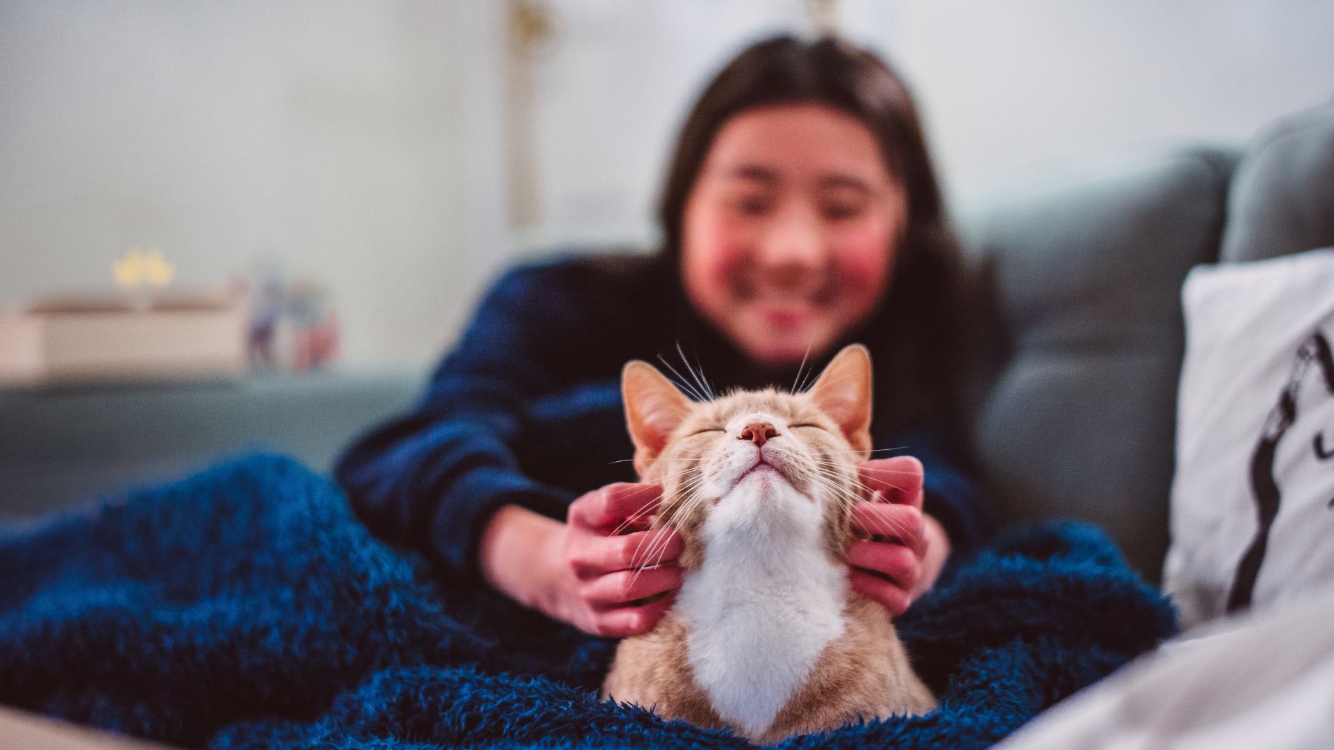 Cat being stroked on the sofa by owner
