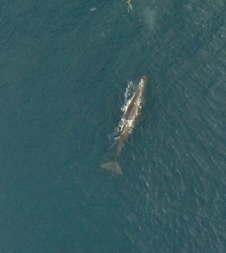 A sperm whale photographed by a NOAA hexacopter off the coast of New Zealand.