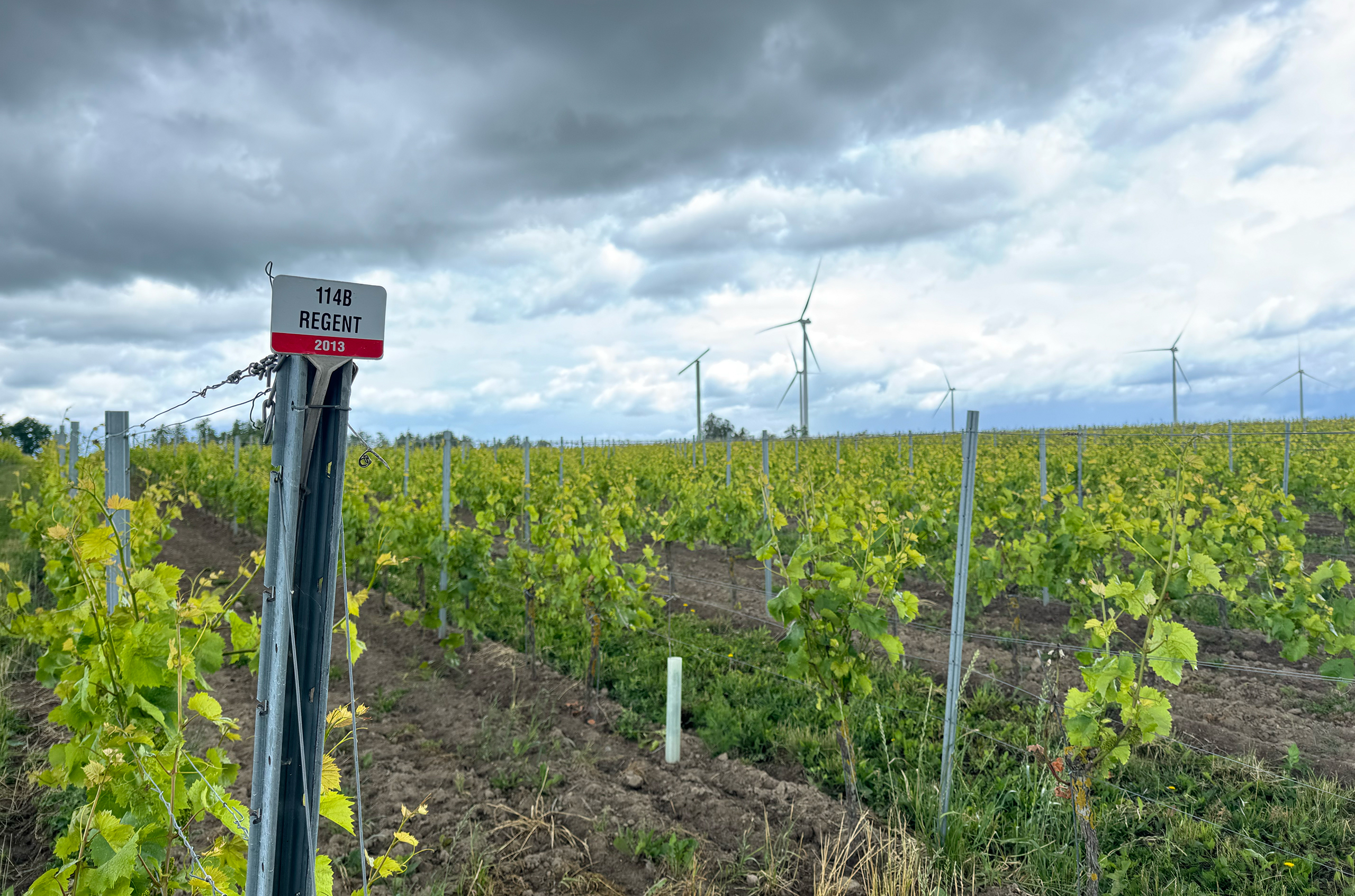 Regent vineyard at Winnica Turnau, West Pomerania