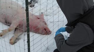 A researcher in a winter jacket bends to swab the nose of a dead pig lying in the snow and surrounded by a wire fence with large gaps