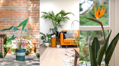 Tropical indoor plants: Alocasia, Kentia Palm, Bird of Paradise