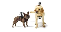 Best GoPro accessories: GoPro Fetch