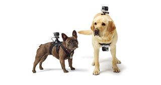 Two dogs wearing GoPro Fetches on a white background