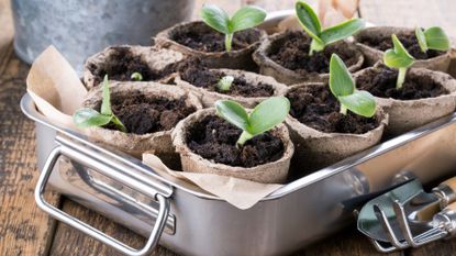 Vegetable seedlings sprouting in paper cups inside a metal tray.