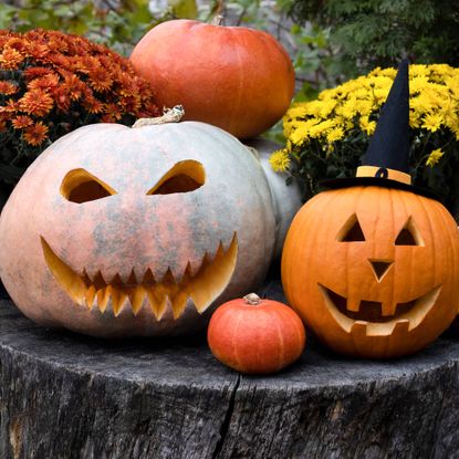 Two carved jack o lanterns and other gourds