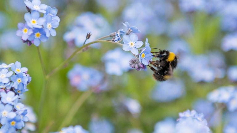 bee-friendly garden buys: forget me nots and bees